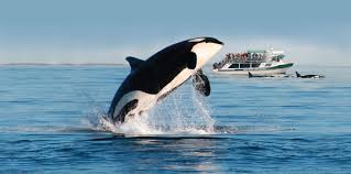 Image of Whale Watching