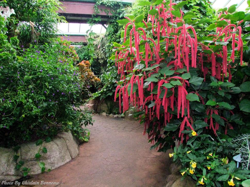 Image at Victoria Butterfly Gardens