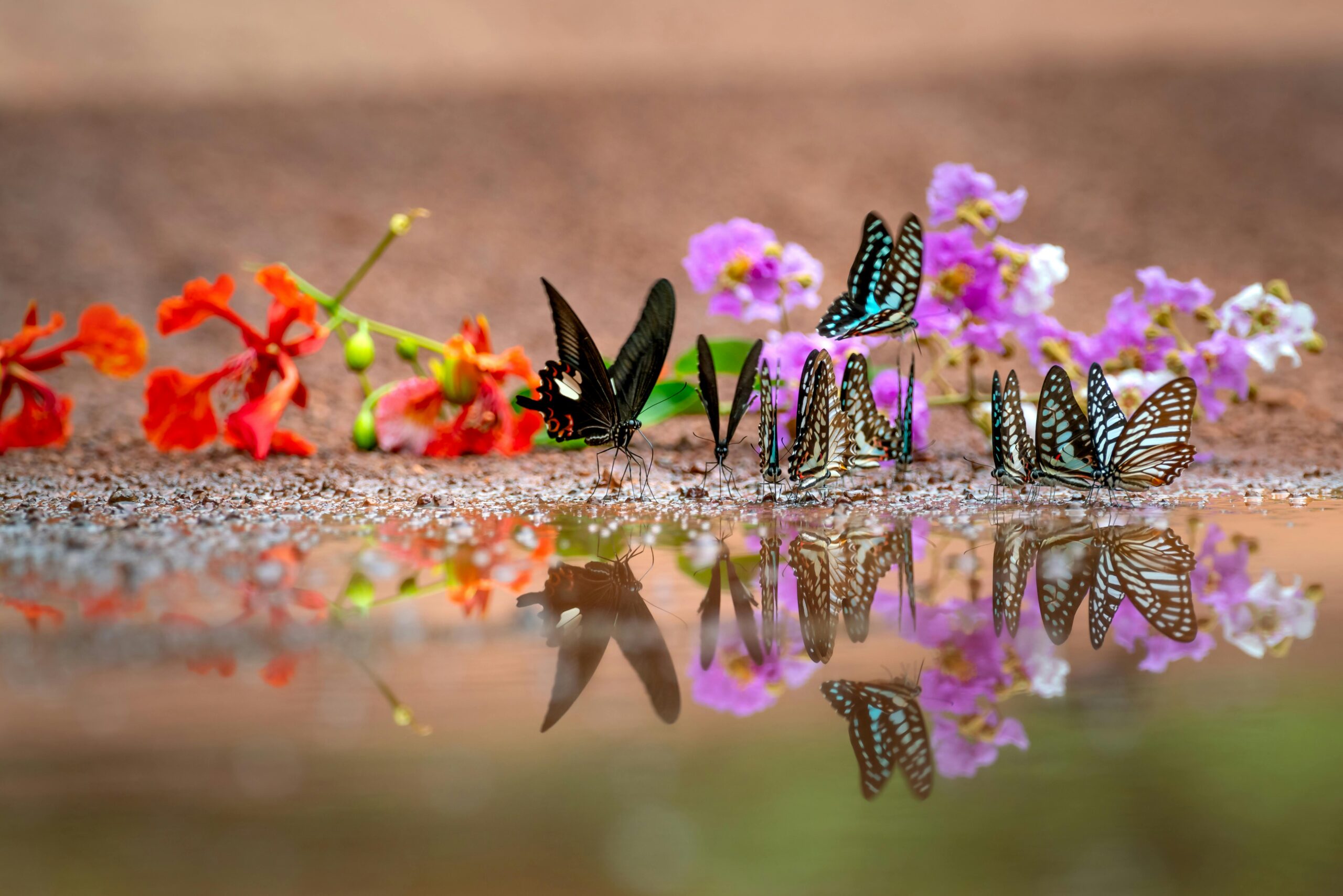 Victoria Butterfly Gardens