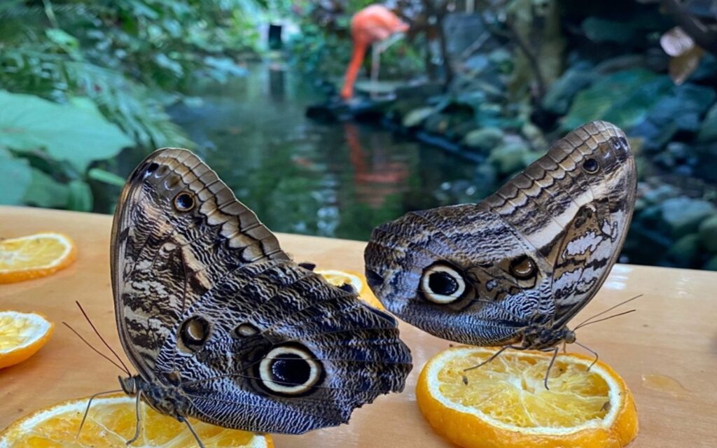 Photo of Butterfly at Victoria Butterfly Gardens